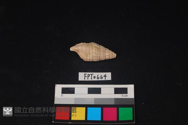 貝殼藏品圖，第2張