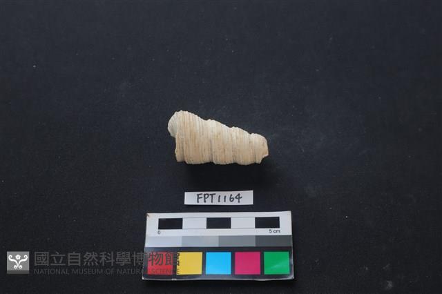 貝殼藏品圖，第2張