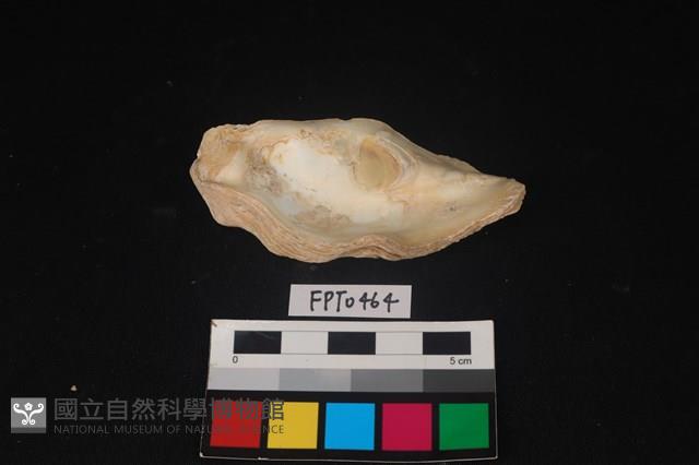 貝殼藏品圖，第2張