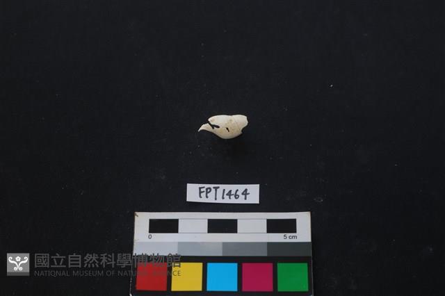 貝殼藏品圖，第2張