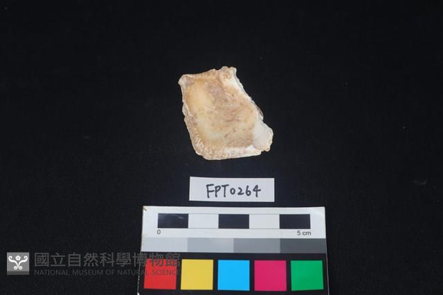 貝殼藏品圖，第2張