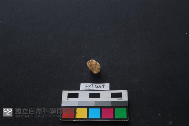 貝殼藏品圖，第2張