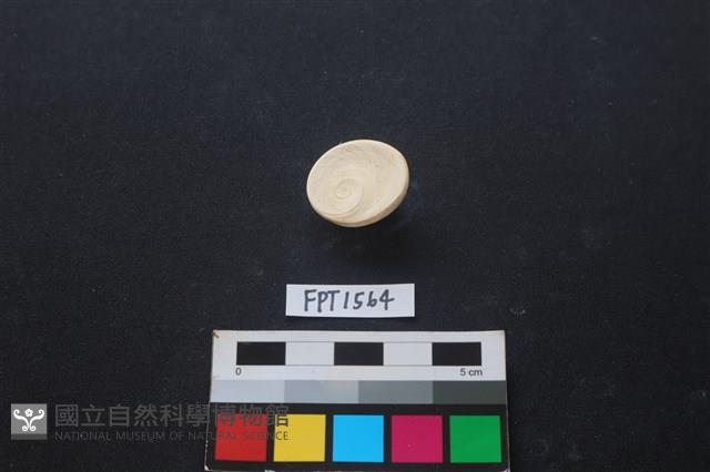 貝殼藏品圖，第2張