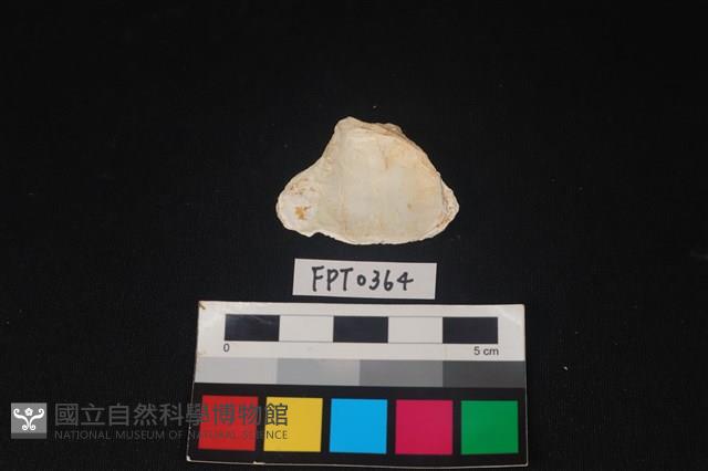 貝殼藏品圖，第2張