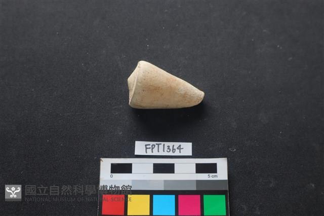 貝殼藏品圖，第2張