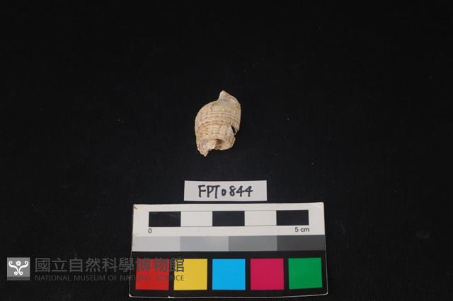 貝殼藏品圖，第2張