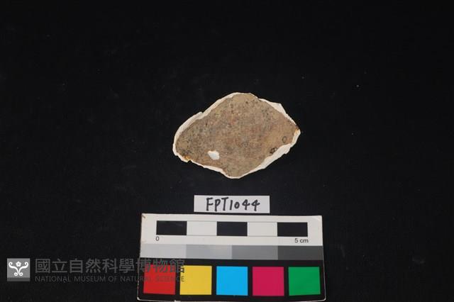 貝殼藏品圖，第2張