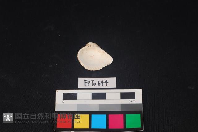 貝殼藏品圖，第2張