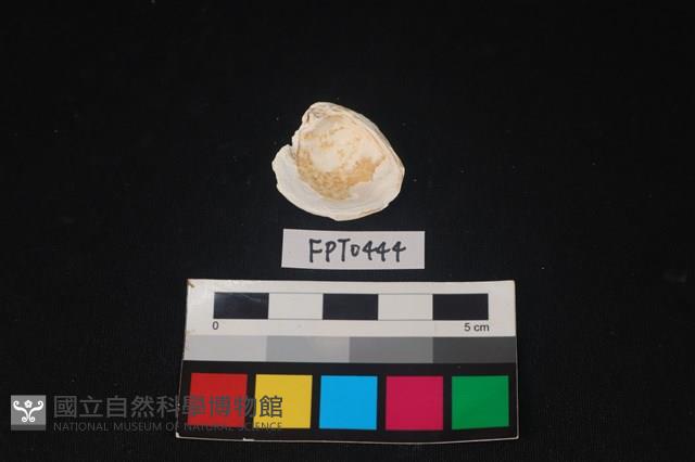 貝殼藏品圖，第2張