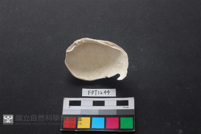 貝殼藏品圖，第2張