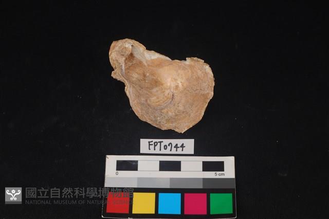 貝殼藏品圖，第2張
