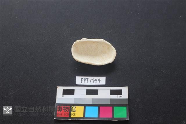 貝殼藏品圖，第2張