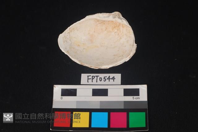 貝殼藏品圖，第2張