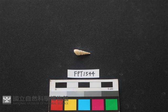 貝殼藏品圖，第2張