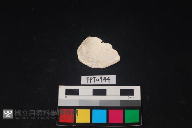 貝殼藏品圖，第2張