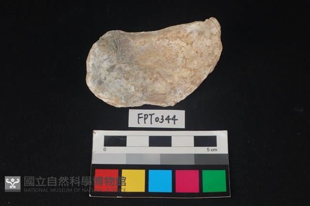 貝殼藏品圖，第2張