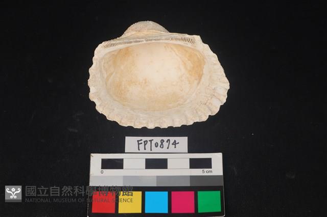 貝殼藏品圖，第2張