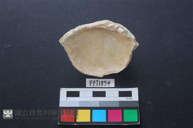 貝殼藏品圖，第2張