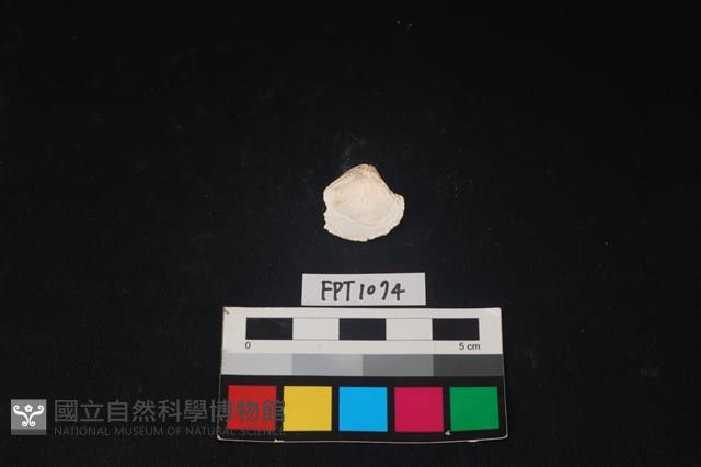 貝殼藏品圖，第2張