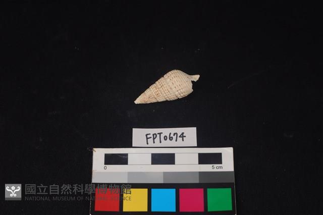 貝殼藏品圖，第2張