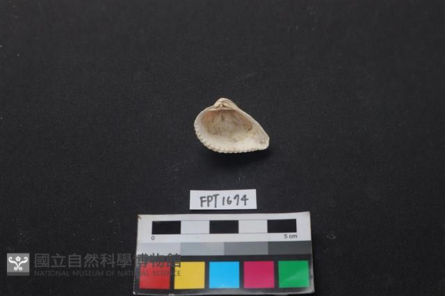 貝殼藏品圖，第2張