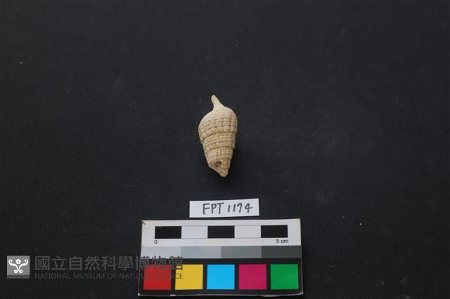 貝殼藏品圖，第2張