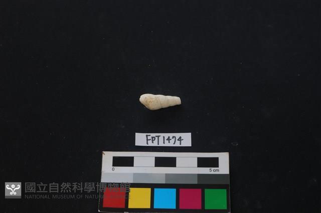 貝殼藏品圖，第2張