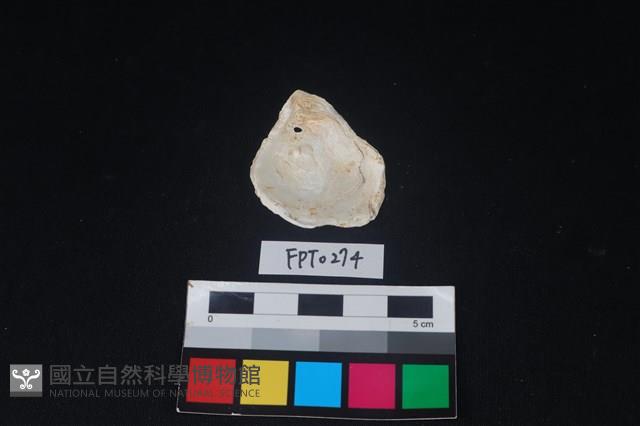 貝殼藏品圖，第2張