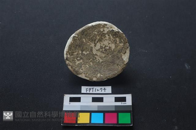 貝殼藏品圖，第2張