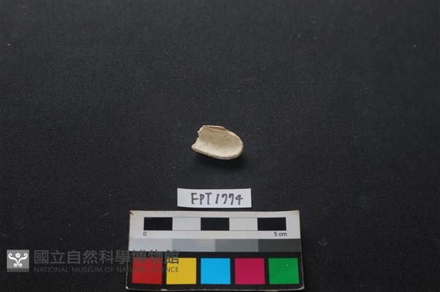 貝殼藏品圖，第2張