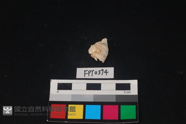 貝殼藏品圖，第2張