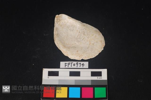 貝殼藏品圖，第2張