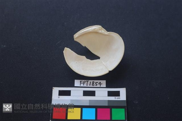 貝殼藏品圖，第2張