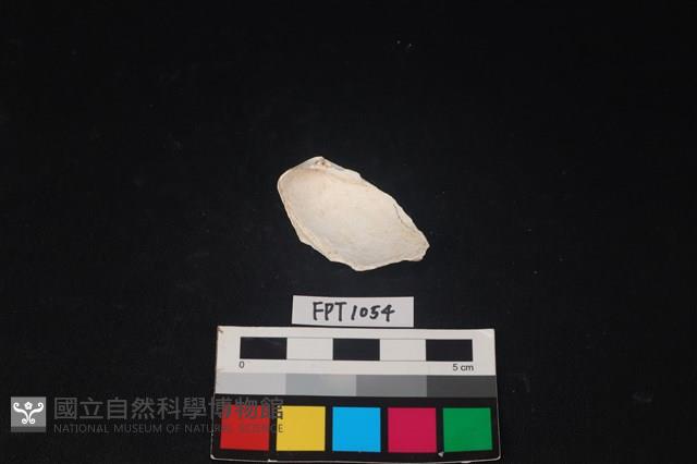 貝殼藏品圖，第2張