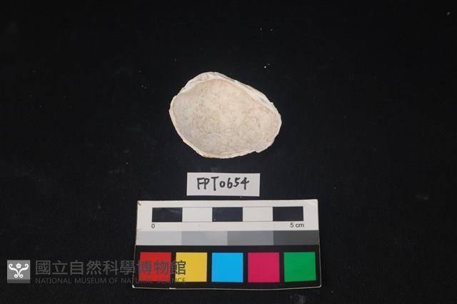 貝殼藏品圖，第2張