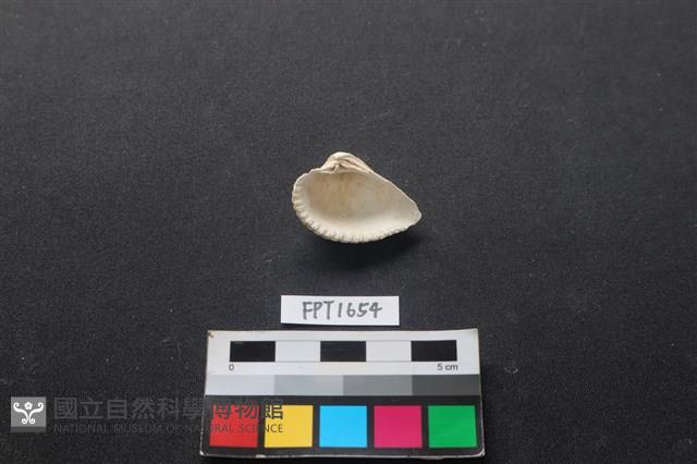 貝殼藏品圖，第2張