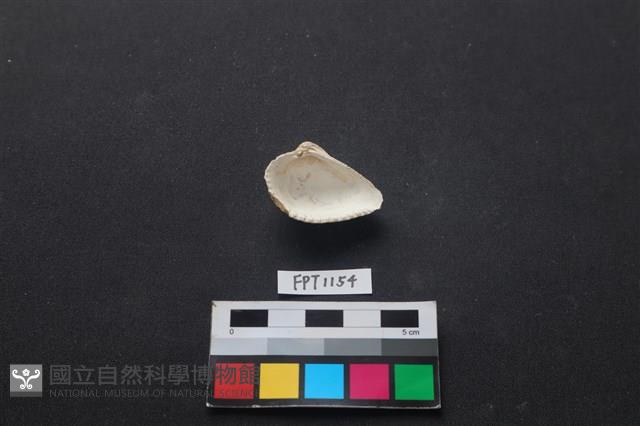 貝殼藏品圖，第2張