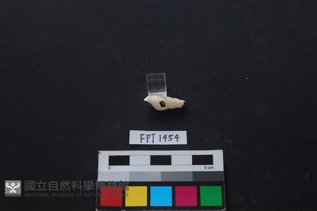貝殼藏品圖，第2張