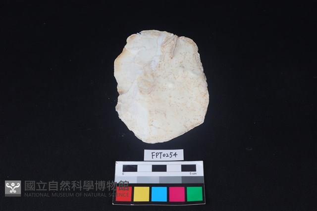 貝殼藏品圖，第2張