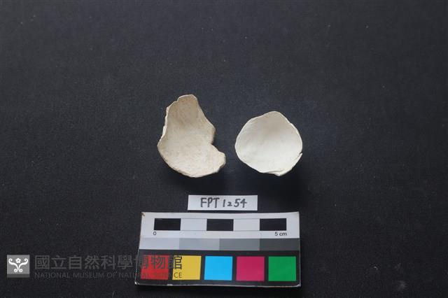 貝殼藏品圖，第2張