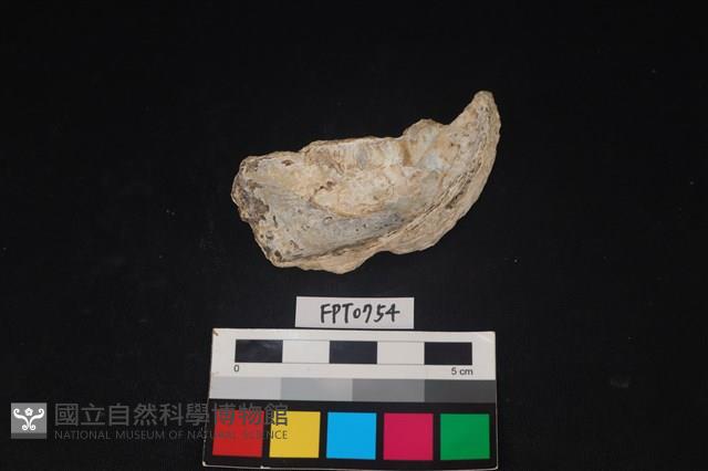 貝殼藏品圖，第2張