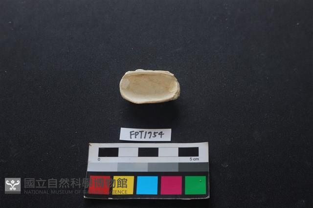 貝殼藏品圖，第2張
