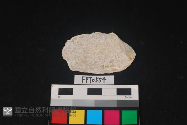 貝殼藏品圖，第2張