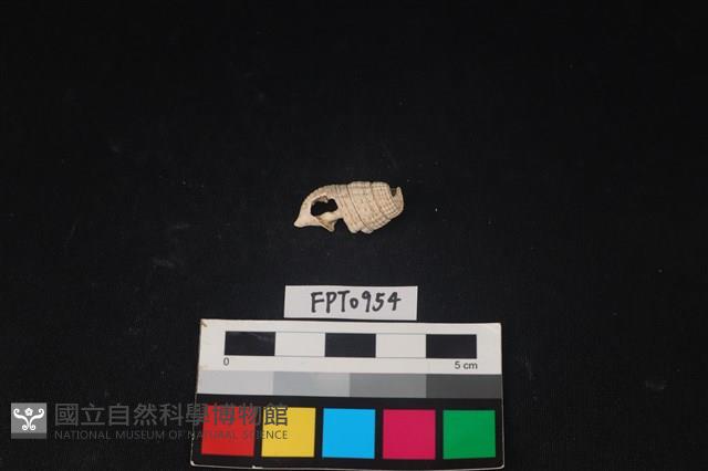 貝殼藏品圖，第2張