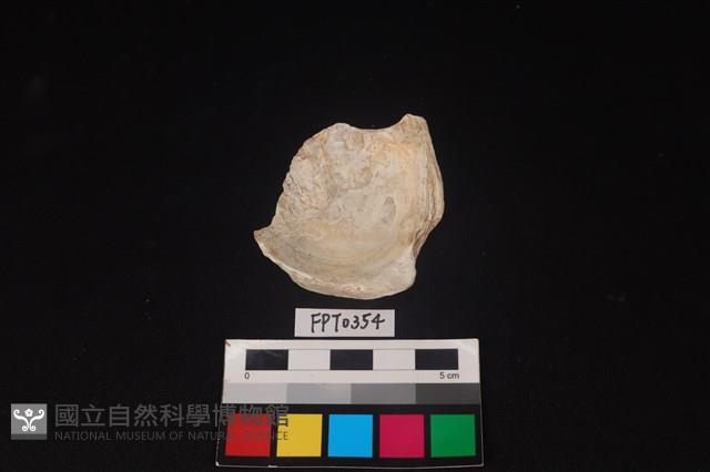 貝殼藏品圖，第2張