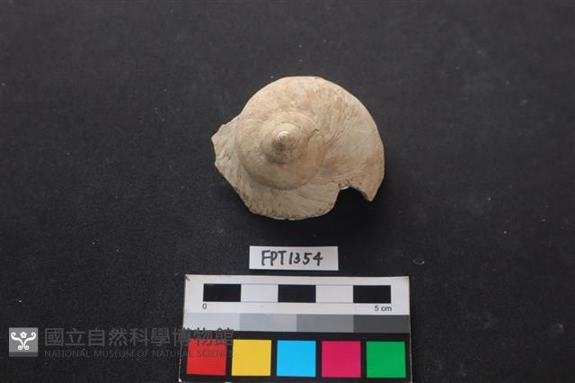 貝殼藏品圖，第2張