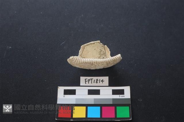 貝殼藏品圖，第2張