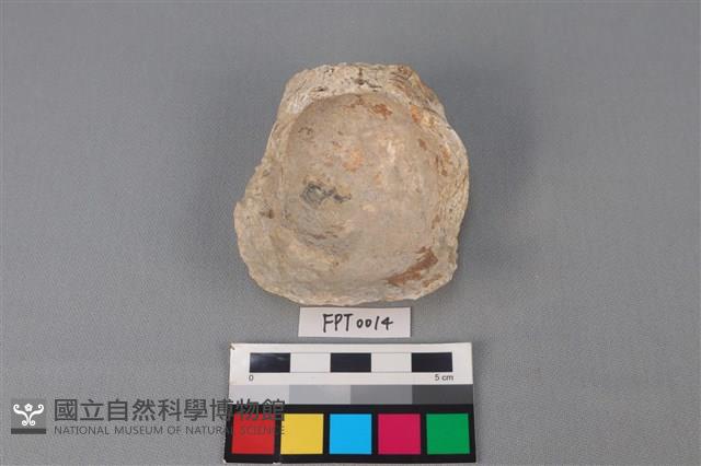 貝殼藏品圖，第2張