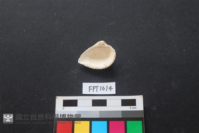 貝殼藏品圖，第2張