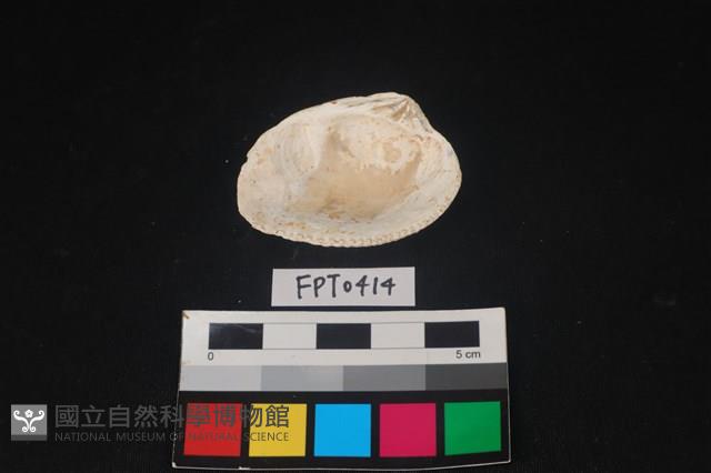 貝殼藏品圖，第2張